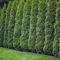 Thuja Smaragd 125-140cm am Ballen EXTRA BUSCHIG