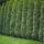 Thuja Smaragd 125-140cm am Ballen EXTRA BUSCHIG