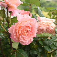 Stammrose Auguste Louise | Stamm 90cm