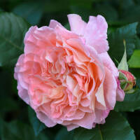 Stammrose Auguste Louise | Stamm 90cm