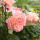 Stammrose Auguste Louise | Stamm 90cm