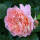 Stammrose Auguste Louise | Stamm 90cm