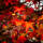 Säulen-Amberbaum Slender Silhouette Hochstamm | Stammumfang 8-10cm