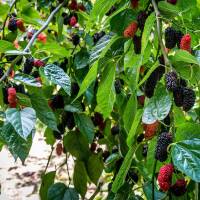 Schwarze Maulbeere Veredelung Solitär Hochstamm | Stammumfang 8-10cm