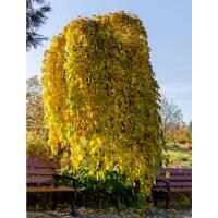 Maulbeerbaum Pendula Hochstamm | Stammumfang 8-10cm