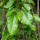 Schwarze Maulbeere Giant Fruit Hochstamm | Stammumfang 8-10cm