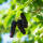 Schwarze Maulbeere Giant Fruit Hochstamm | Stammumfang 8-10cm