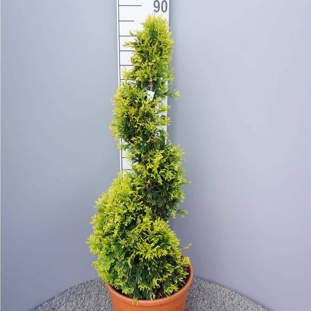 wisteria amethyst falls Wisteria Amethyst Falls - 3 Gallon / Single main image 1