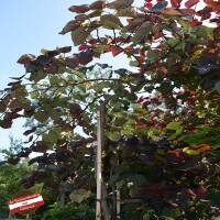Hänge-Judasbaum Ruby Falls 125-150cm rotblättrig