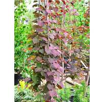 Hänge-Judasbaum Ruby Falls 125-150cm rotblättrig