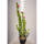 Garteneibisch Woodbridge 80-100cm