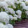Schneeball-Hortensie Annabelle 60-80cm