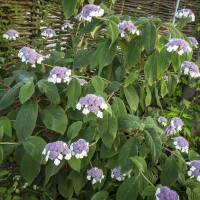 Samt-Hortensie Macrophylla 50-60cm