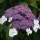 Samt-Hortensie Macrophylla 50-60cm