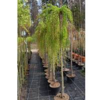 Japanische Hänge-Lärche Stiff Weeper Stammhöhe 150cm