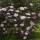 Rotlaubiger Holunder Black Lace® 60-80cm