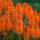 Fackellilie Orange Blaze P1