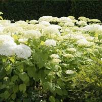 Schneeball-Hortensie Annabelle 40-60cm