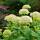 Schneeball-Hortensie Annabelle 40-60cm