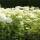 Schneeball-Hortensie Annabelle 40-60cm