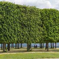 Sommer-Linde Hochstamm | 10-12cm Stammumfang am Ballen