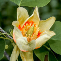 Tulpenbaum 150-200cm