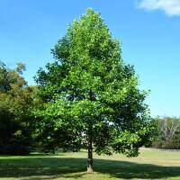 Tulpenbaum 150-200cm