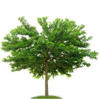 Weißer Maulbeerbaum 40-60cm im Co