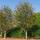 Persischer Eisenholzbaum Bella Hochstamm | Stammumfang 10-12cm