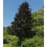 Rote Säulen-Buche Dawyck Purple Hochstamm |...