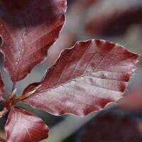 Rote Säulen-Buche Dawyck Purple Hochstamm | Stammumfang 8-10cm