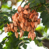 Blasenbaum Hochstamm | Stammumfang 8-10cm