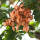 Blasenbaum Hochstamm | Stammumfang 8-10cm