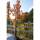 Amberbaum Hochstamm | 10-12cm Stammumfang im Co