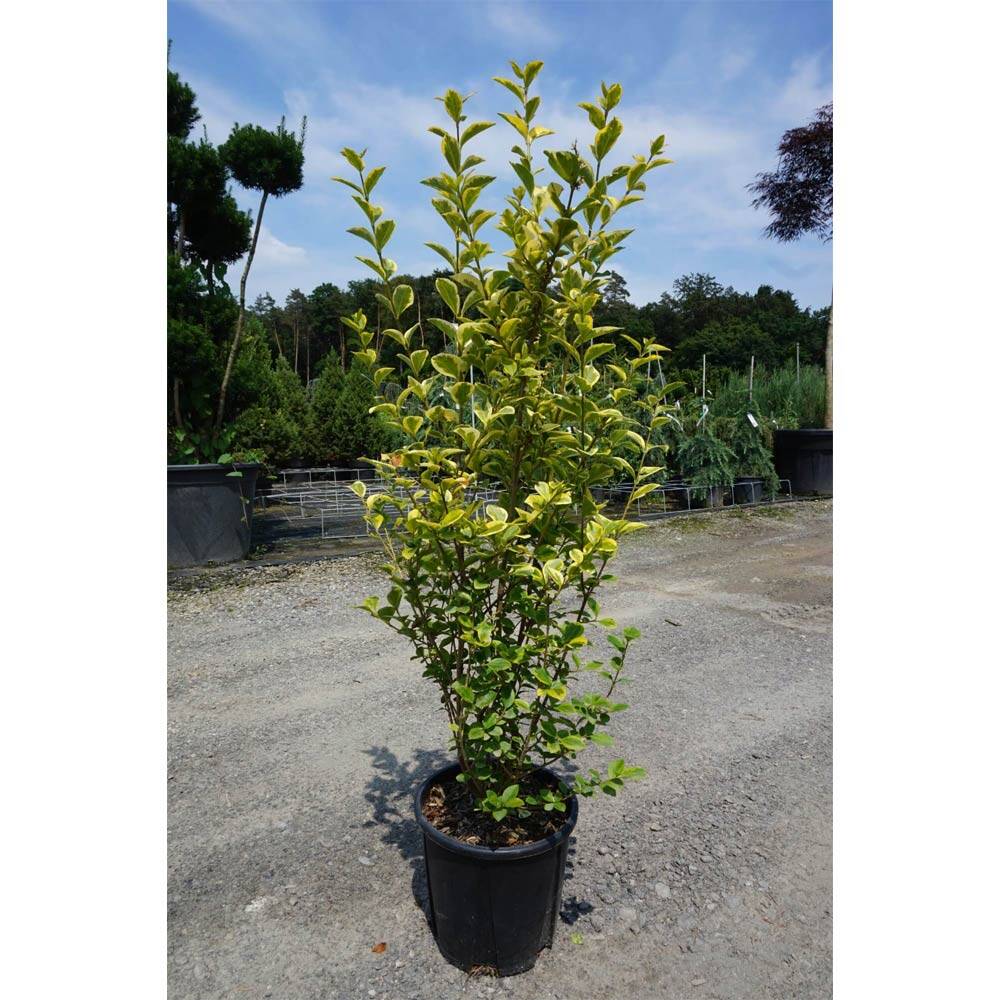 Ligustrum ovalifolium 'Aureum'  goldgelber Liguster fr Hecken & Gr, 9,41