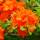 Japanische Azalee Orange Beauty 30-40cm