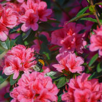Japanische Azalee Rosa King 30-40cm