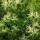Esskastanie 100-150cm
