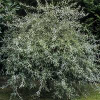 Weidenblättrige Birne Pendula Stammhöhe 80cm |...