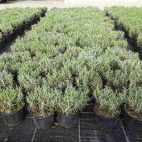 Lavendel Alba weiß C2