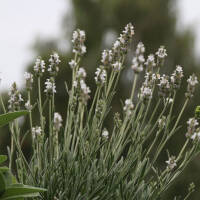 Lavendel Alba weiß C2
