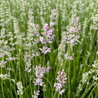 Lavendel Rosea C2
