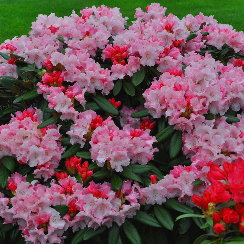 Rhododendron rubinrosa 'Kalinka' 30-40cm online kaufen, 29,36