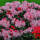 Rhododendron rubinrosa Kalinka  30-40cm