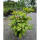 Rhododendron rubinrosa Kalinka  30-40cm