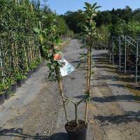 Apfel Elstar U-Form 175cm