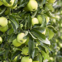 Apfel Golden Delicious U-Form 175cm