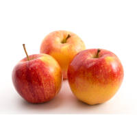 Zwergsäulenapfel Mitchgla