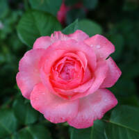 Edelrose Aachener Dom C5