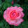Edelrose Aachener Dom C5